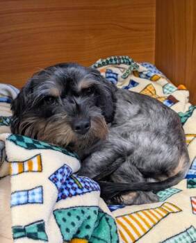 Clarence -  Schnauzer Dog for Adoption in Roseville, California - Clarence | PetCurious