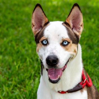 Rescue Husky Dogs for Adoption in Miami, Florida - Balto | PetCurious