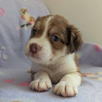 Dachshund and Mixed Breed Dogs Available for Adoption in Huntsville, Alabama - Lyric | PetCurious