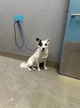 POOKIE -  Border Collie and Mixed Breed Dog Available for Adoption in Las Vegas, Nevada - POOKIE | PetCurious