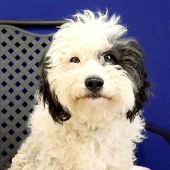 Chloe -  Poodle Dog for Adoption in Fort Davis, Texas - Chloe | PetCurious