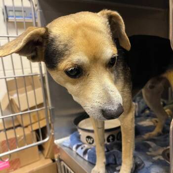 Charley- Lucky Buck Jackson -  Mixed Breed Dog for Adoption in Valley, Alabama - Charley- Lucky Buck Jackson | PetCurious