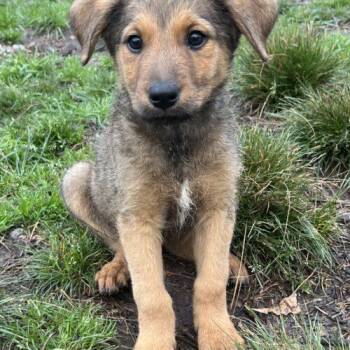 Terrier and Shepherd Dogs Available for Adoption - Ace | PetCurious