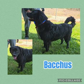 Bacchus -  Black Labrador Retriever Dog for Adoption in Ringwood, New Jersey - Bacchus | PetCurious