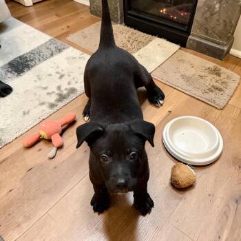 Harlow -  Mixed Breed Dog Available for Adoption in Madison, Wisconsin - Harlow | PetCurious