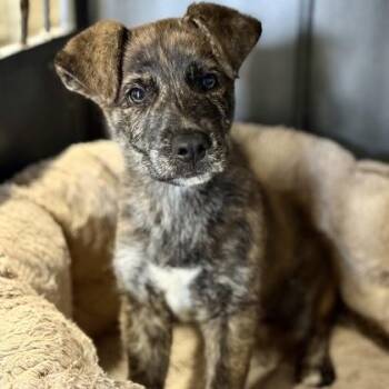 Rescue Shepherd Dogs for Adoption in Red Bluff, California - Jester | PetCurious