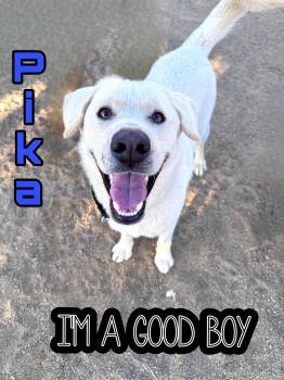 PIKA -  Labrador Retriever and Golden Retriever Dog for Adoption in Perris, California - PIKA | PetCurious