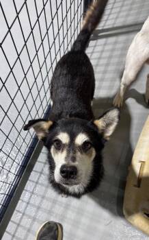 Gin -  Shepherd Dog for Adoption in Ruston, Louisiana - Gin | PetCurious