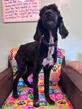 Standard Poodle Dogs Available for Adoption - Sasha Feb 26 | PetCurious