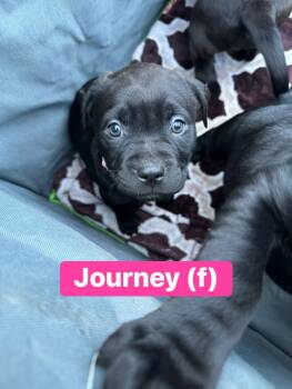 Cane Corso Dogs Available for Adoption - Journey | PetCurious