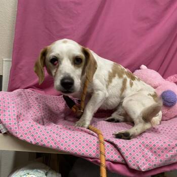 A614167 -  Basset Hound and Mixed Breed Dog for Adoption in Modesto, California - A614167 | PetCurious