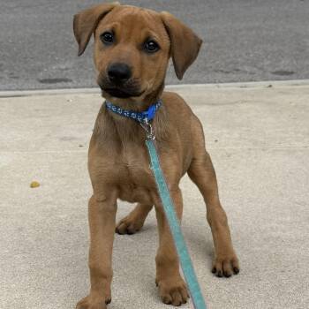German Shepherd Dog and Beagle Dogs Available for Adoption in Los Angeles, California - Brownie | PetCurious