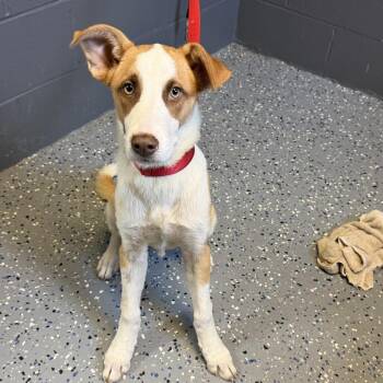 TUSC-Stray-84928 -  Terrier and Mixed Breed Dog for Adoption in Tuscaloosa, Alabama - TUSC-Stray-84928 | PetCurious