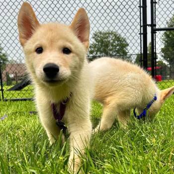 Chunk -  Husky Dog for Adoption in Wheeling, Illinois - Chunk | PetCurious