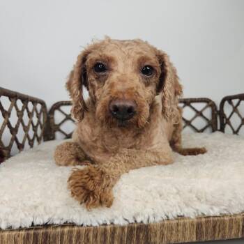 Mommie -  Miniature Poodle Dog for Adoption in Fort Wayne, Indiana - Mommie | PetCurious