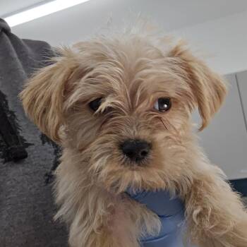 Yorkshire Terrier and Shih Tzu Dogs Available for Adoption - Northstar | PetCurious