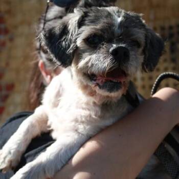 Jace -  Shih Tzu and Mixed Breed Dog for Adoption in Richmond, Virginia - Jace | PetCurious