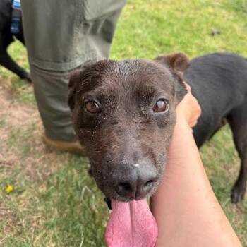 Murphy -  Black Labrador Retriever and Australian Cattle Dog Blue Heeler Dog for Adoption in New Fairfield, Connecticut - Murphy | PetCurious