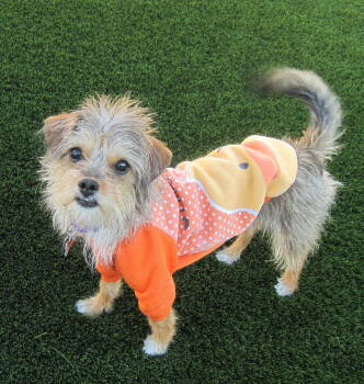 Rescue Yorkshire Terrier Dogs for Adoption in Palo Alto, California - Raggedy Ann | PetCurious