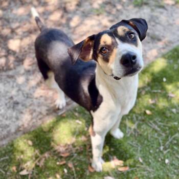 Ya Yi -  Mixed Breed Dog for Adoption in Milton, Florida - Ya Yi | PetCurious