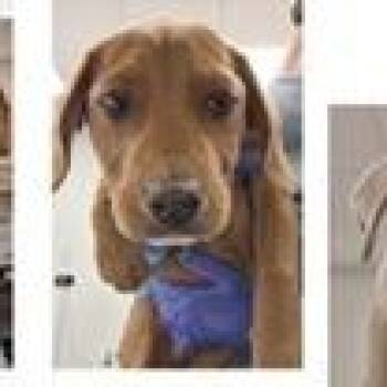 Hound and Mixed Breed Dogs Available for Adoption in Clearwater, Florida - Criss | PetCurious