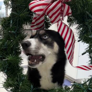 Rescue Husky Dogs for Adoption in Dixon, Illinois - Maggie | PetCurious
