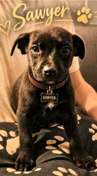 Labrador Retriever Dogs Available for Adoption in Manchester, Connecticut - Sawyer | PetCurious