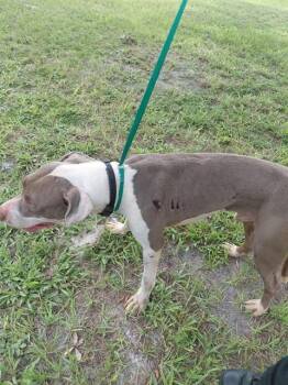 RUBBLE -  Labrador Retriever and Mixed Breed Dog for Adoption in St. Cloud, Florida - RUBBLE | PetCurious