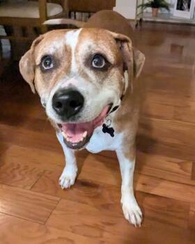 Labrador Retriever and American Bulldog Dogs Available for Adoption - Chiquita | PetCurious