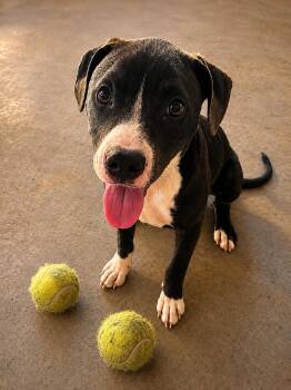 Twist Nut -  Pit Bull Terrier and Labrador Retriever Dog for Adoption in Dallas, Texas - Twist Nut | PetCurious