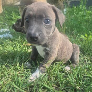 Joan of Arc -  Mixed Breed Dog for Adoption in Aberdeen, North Carolina - Joan Of Arc | PetCurious