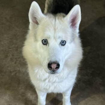 Thumper -  Husky Dog for Adoption in New Smyrna Beach, Florida - Thumper | PetCurious