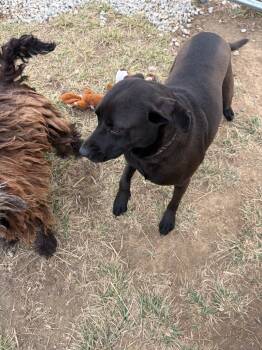 Rescue Labrador Retriever Dogs for Adoption in Portland, Indiana - Rocky | PetCurious