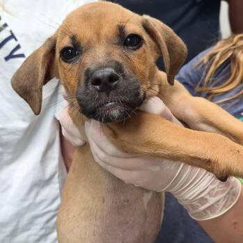 Nachos Bellgrande -  Retriever and Mixed Breed Dog for Adoption in Cleveland, Mississippi - Nachos Bellgrande | PetCurious
