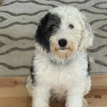 Lolly aka Molly -  Old English Sheepdog and Miniature Poodle Dog for Adoption in Rochester, Minnesota - Lolly Aka Molly | PetCurious
