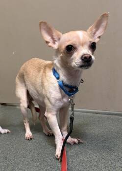 Cookie (& Lily) -  Mixed Breed Dog for Adoption in Fairfax, Virginia - Cookie (& Lily) | PetCurious