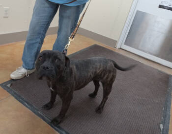 Rescue Pit Bull Terrier Dogs for Adoption in Austin, Minnesota - Greer | PetCurious