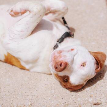 Mixed Breed Dogs Available for Adoption in Northbrook, Illinois - Winifred | PetCurious