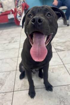GOOD BOY -  Mastiff and Mixed Breed Dog for Adoption in Kalamazoo, Michigan - GOOD BOY | PetCurious