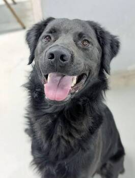 Charlie 81 -  Black Labrador Retriever Dog for Adoption in Killingworth, Connecticut - Charlie 81 | PetCurious