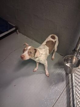 Emmitt -  Beagle and Jack Russell Terrier Dog for Adoption in Stuart, Virginia - Emmitt | PetCurious