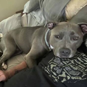 Sage -  Pit Bull Terrier Dog for Adoption in Brainerd, Minnesota - Sage | PetCurious