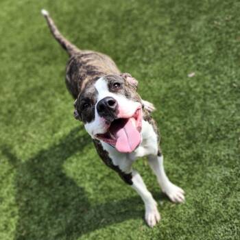 Rescue Pit Bull Terrier Dogs for Adoption in Greensboro, North Carolina - NESSY | PetCurious