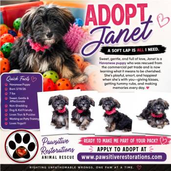JANET -  Havanese Dog for Adoption in Foxfield, Colorado - JANET | PetCurious