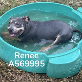 RENEE -  Pit Bull Terrier and Mixed Breed Dog for Adoption - RENEE | PetCurious