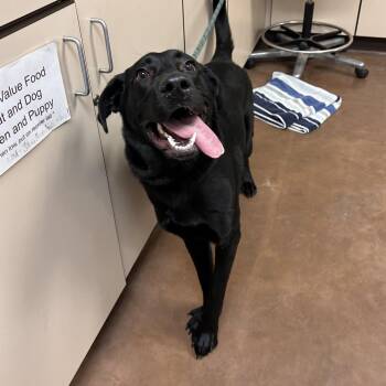 Lulu -  Black Labrador Retriever Dog for Adoption in Flagstaff, Arizona - Lulu | PetCurious