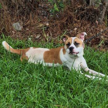 Meg -  Mixed Breed Dog for Adoption in Columbus, Georgia - Meg | PetCurious