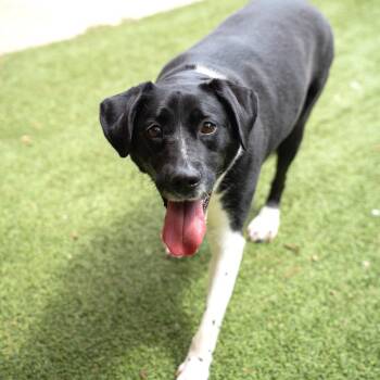 Pee Wee -  Labrador Retriever and Mixed Breed Dog for Adoption in Gainesville, Georgia - Pee Wee | PetCurious