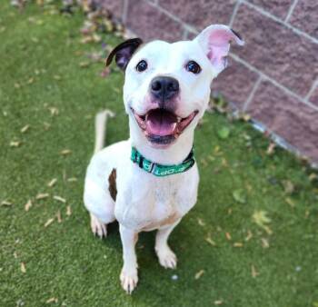 Rescue Pit Bull Terrier Dogs for Adoption in Minneapolis, Minnesota - LYRA | PetCurious