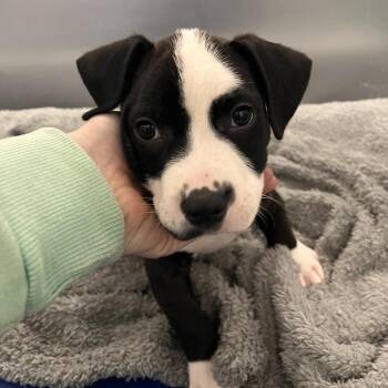 Mixed Breed Dogs Available for Adoption in Mentor, Ohio - Manning | PetCurious